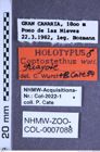 Etiketten zu Coptostethus guayote (Wurst & Cate, 1994) (NHMW-ZOO-COL-0007088)